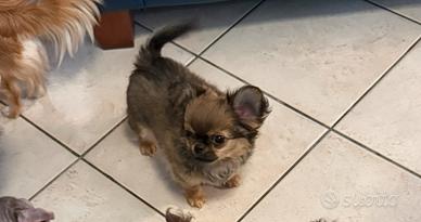 Chihuahua mini