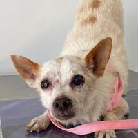 Bouncy un microbino in attesa di casa