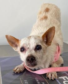 Bouncy un microbino in attesa di casa