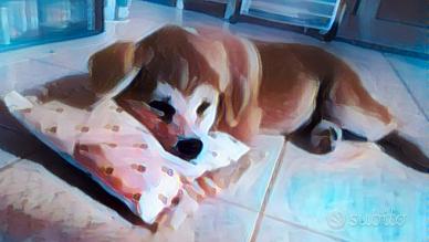 Akita Inu