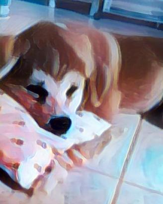 Akita Inu