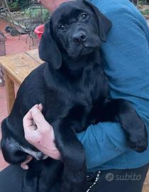 Cucciolo Labrador Retriever