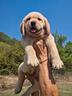 cuccioli-di-labrador-gialli-by-marina-lab