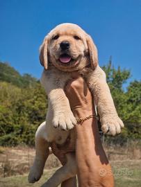 Cuccioli di Labrador Gialli By Marina Lab