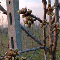 piante di ciliegio 