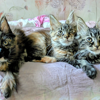 Maine coon con pedigree