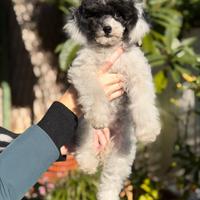 Barboncina femmina toy