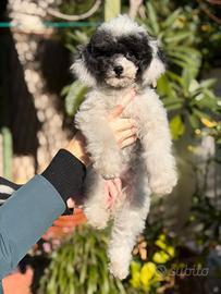 Barboncina femmina toy