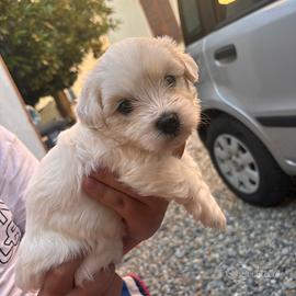 Maltesino maschio