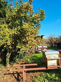 Vendita famiglie di api