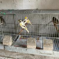 Canarini più gabbie