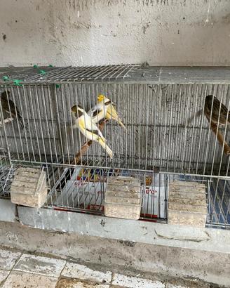 Canarini più gabbie