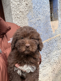 Cucciolo bracco x lagotto