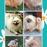 Spitz Pomerania SOLO ACCOPPIAMENTO