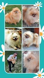Spitz Pomerania SOLO ACCOPPIAMENTO