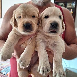 Golden retriever cuccioli