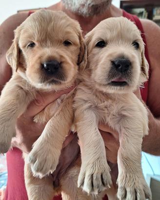 Golden retriever cuccioli