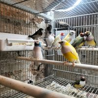 Diamanti gould e passeri del Giappone