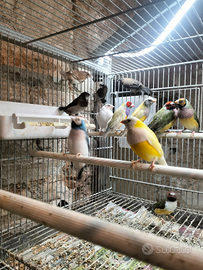 Diamanti gould e passeri del Giappone