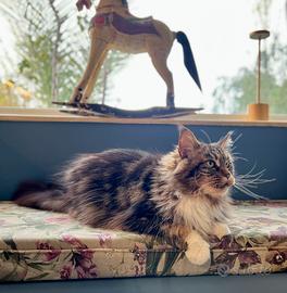 Mainecoon splendido esemplare tabby brown adulto