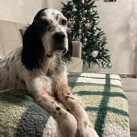 Cucciolona in adozione