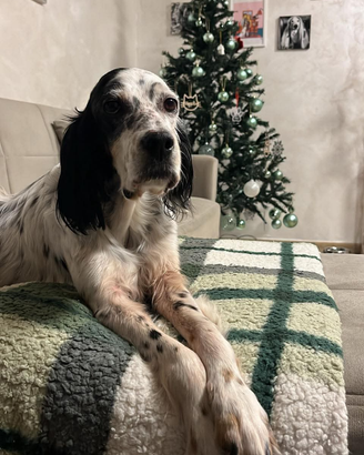 Cucciolona in adozione