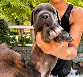Cane corso