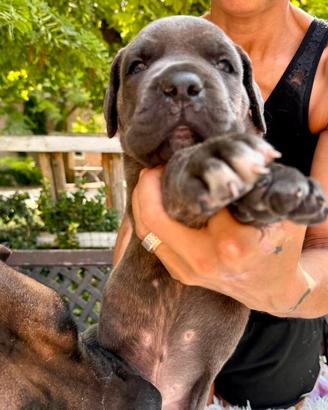 Cane corso
