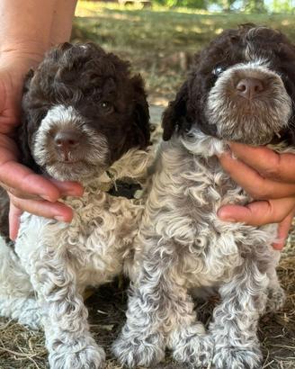 Cucciole di Lagotto Romagnolo