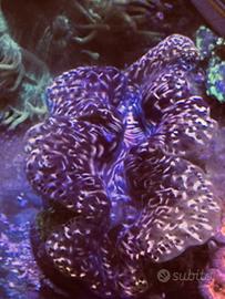 Talee + LPS + tridacne