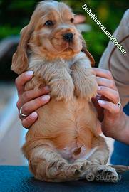 Maschietto di cocker spaniel inglese - pedigree