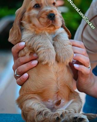 Maschietto di cocker spaniel inglese - pedigree