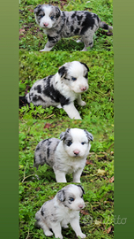 Cuccioli di Border Collie