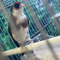 Cardellino femmina 2025