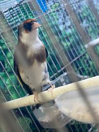 Cardellino femmina 2025