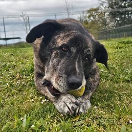 Taglia grande in adozione