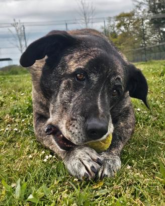 Taglia grande in adozione