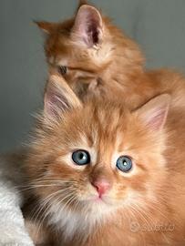 Cuccioli main coon red tabby 2 mesi