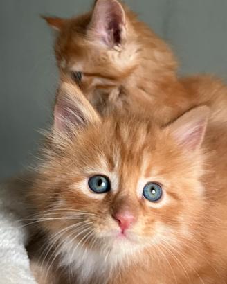 Cuccioli main coon red tabby 2 mesi
