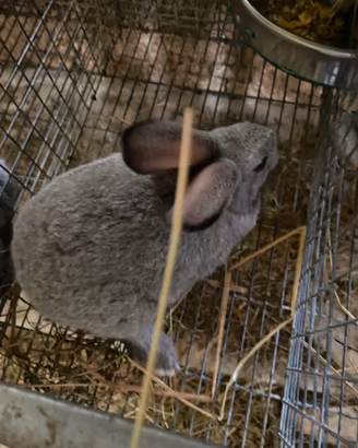 Conigli