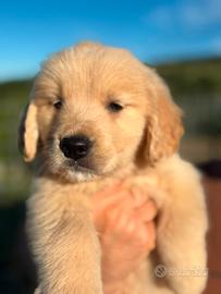 Animali cani