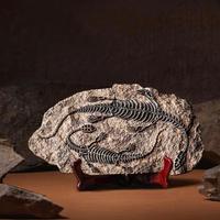 Scheletro dinosauro fossile riproduzione varie