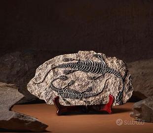 Scheletro dinosauro fossile riproduzione varie