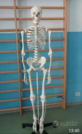 scheletro umano ha 170 cm