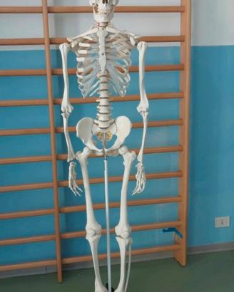 scheletro umano ha 170 cm