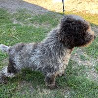 Lagotto romagnolo