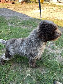 Lagotto romagnolo