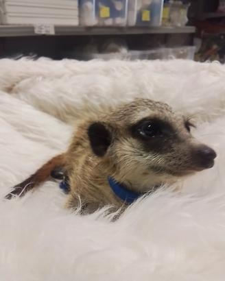 Suricata femmina