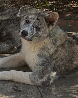 Cucciole di Akita inu