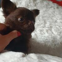 Chihuahua chocolate cuccioli Pedigree ENCI